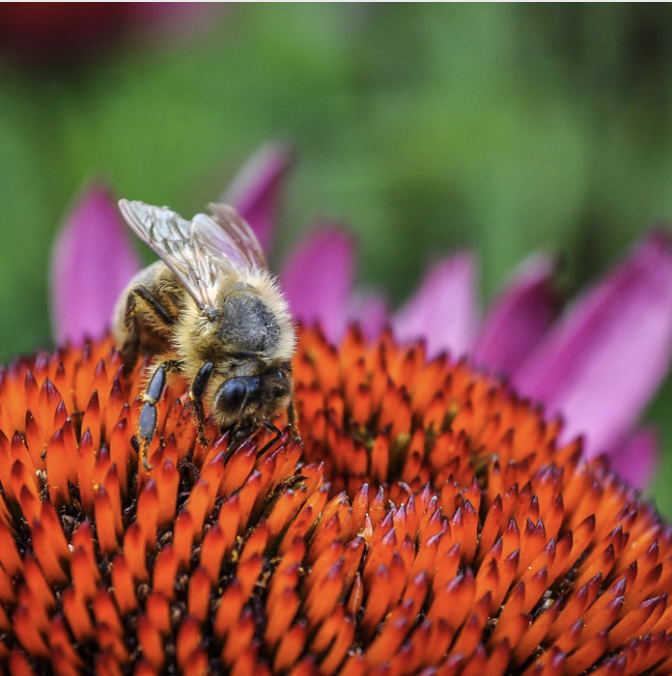 Plant a Bee Friendly Garden | Beegone