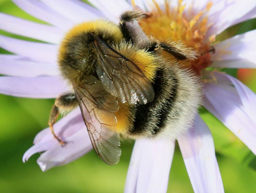 Bee Bumblebee | Beegone