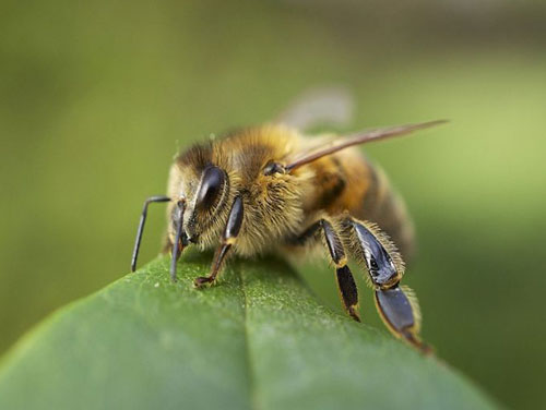 Bee Honeybee | Beegone