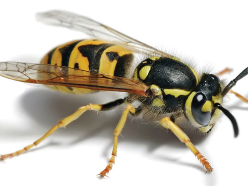 Bee Wasp | Beegone