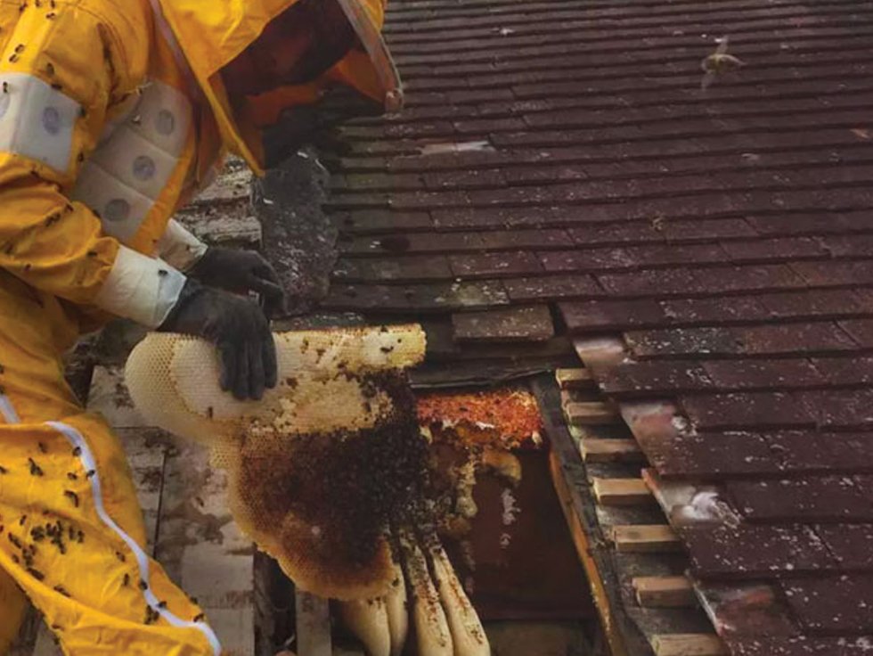 Bees in Roof How To Get Rid of Bees Nest in Roof Beegone