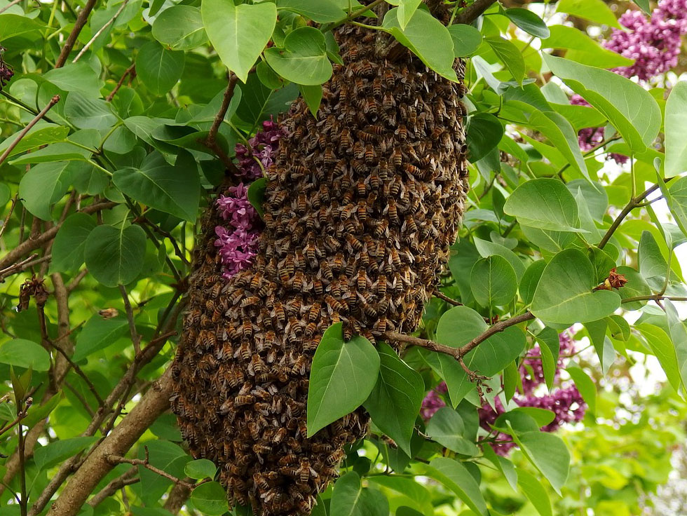 Bee Swarm on the tree