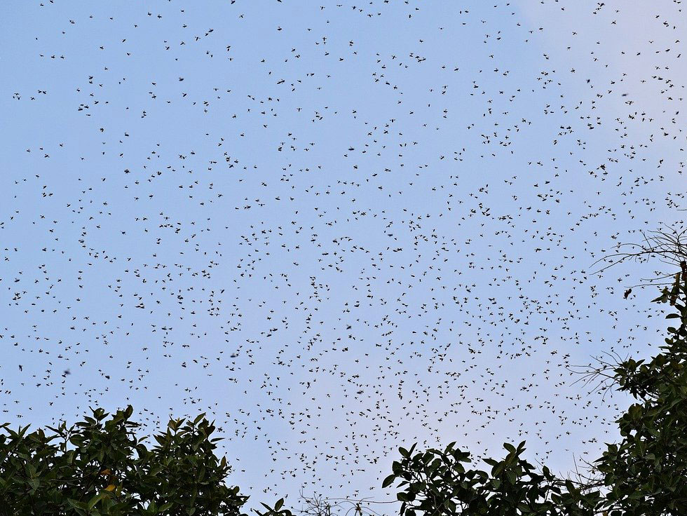 Bees Swarm | Beegone