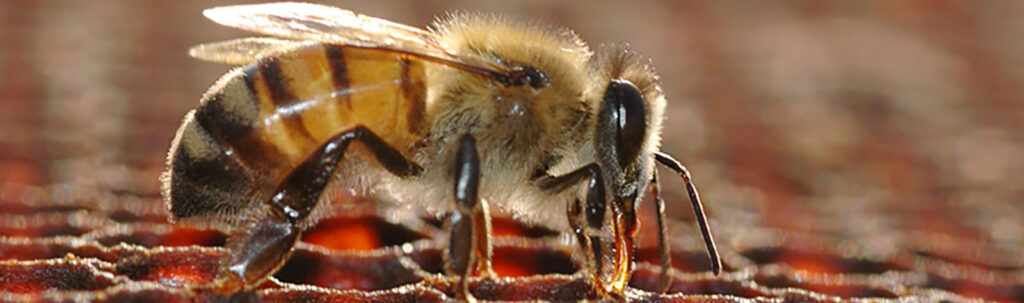 Identify Your Bee | Beegone