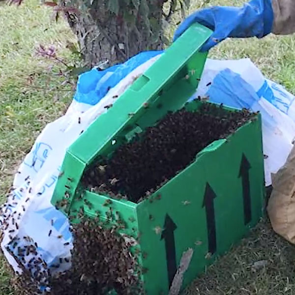 Beebox | Beegone