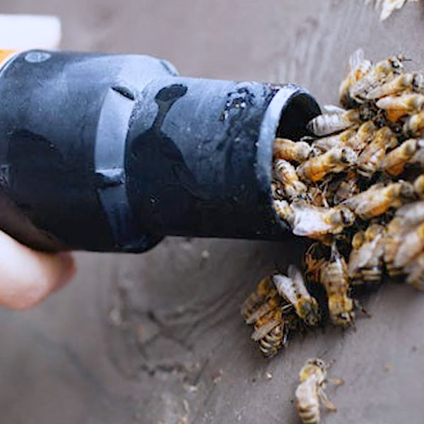Bee Vac for Honeybee Removal | Beegone