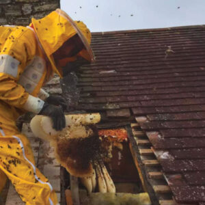 Bees in Roof 3 | Beegone