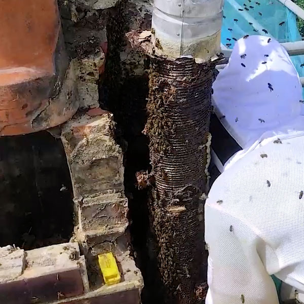how-to-use-smoke-to-get-rid-of-honeybees