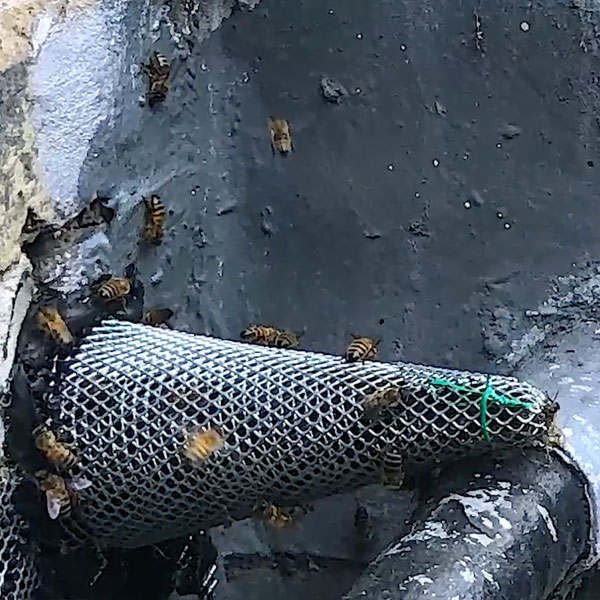 Bees in Trapout | Beegone