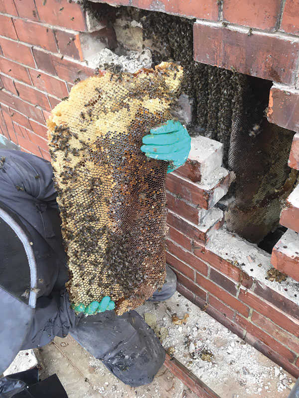 Bee Removal from Wall | Beegone