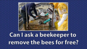 Can i ask a beekeeper to remove the bees for free?