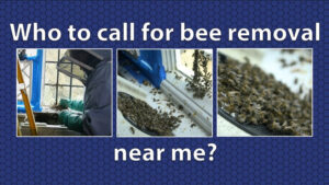 Bee Removal Near Me 3 | Beegone