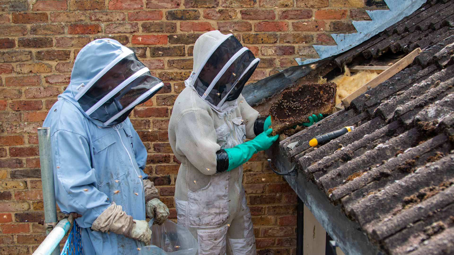 bee-removal-cost-comparison-beegone