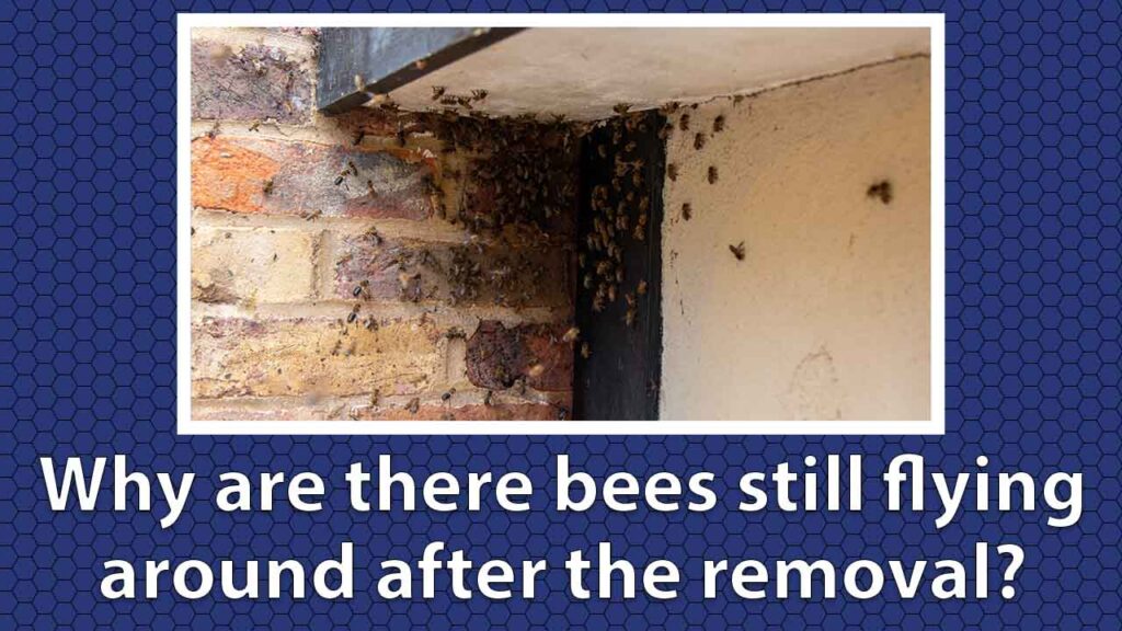 Bee Activity After The Extraction Explained