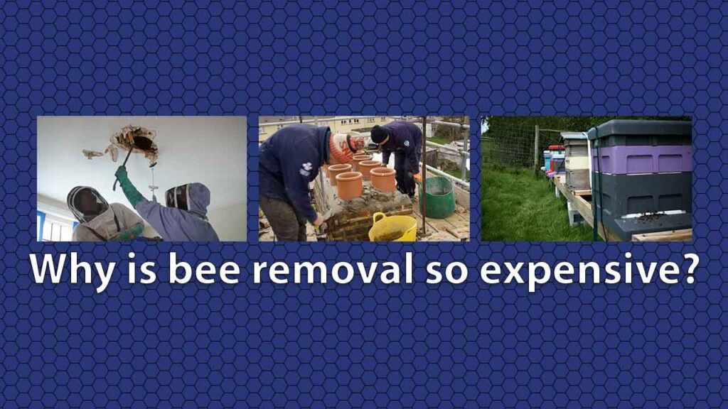 Why Is Bee Removal So Expensive | Beegone