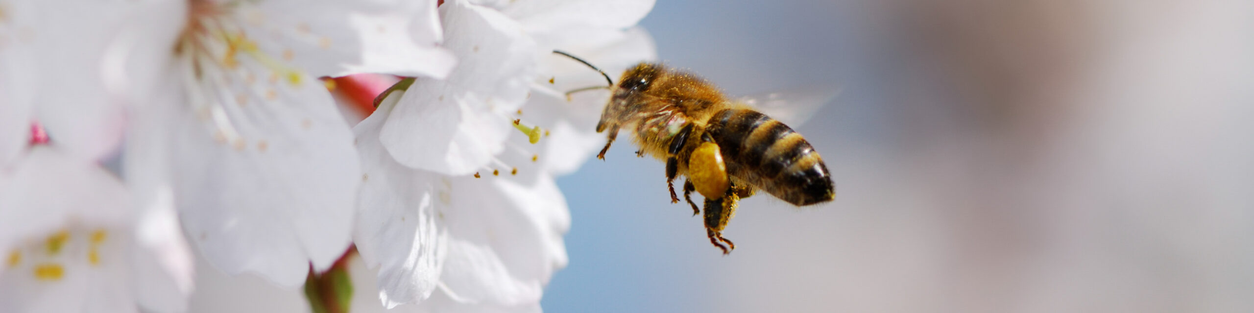 Flying Honeybee Crop Scaled | Beegone