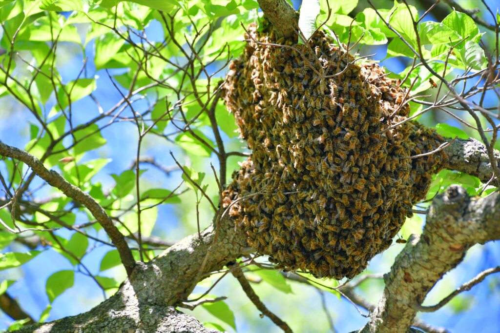Bee Swarm in Tree 2 | Beegone