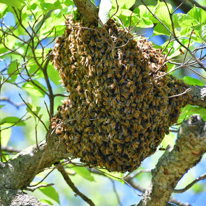 Honeybee Swarm Removal