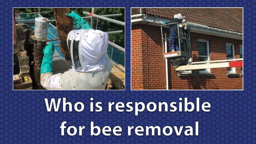 who is responsible for bee removal?