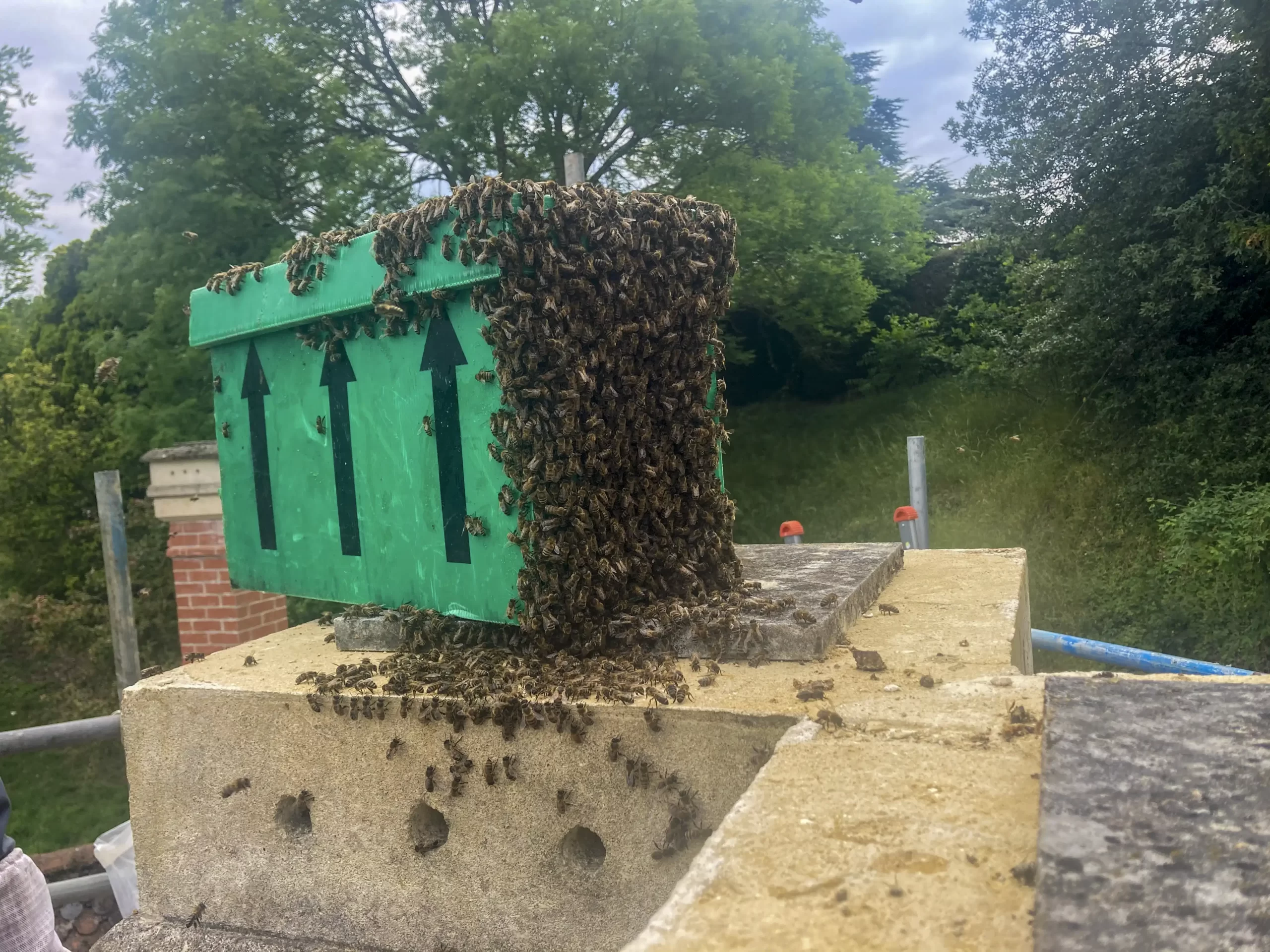 Step 8: Transport Bees