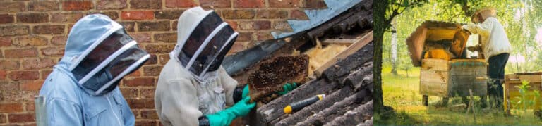 bee removal and bee rehoming