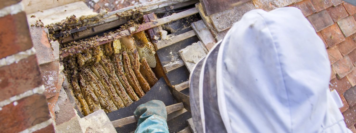 bee removal from roof