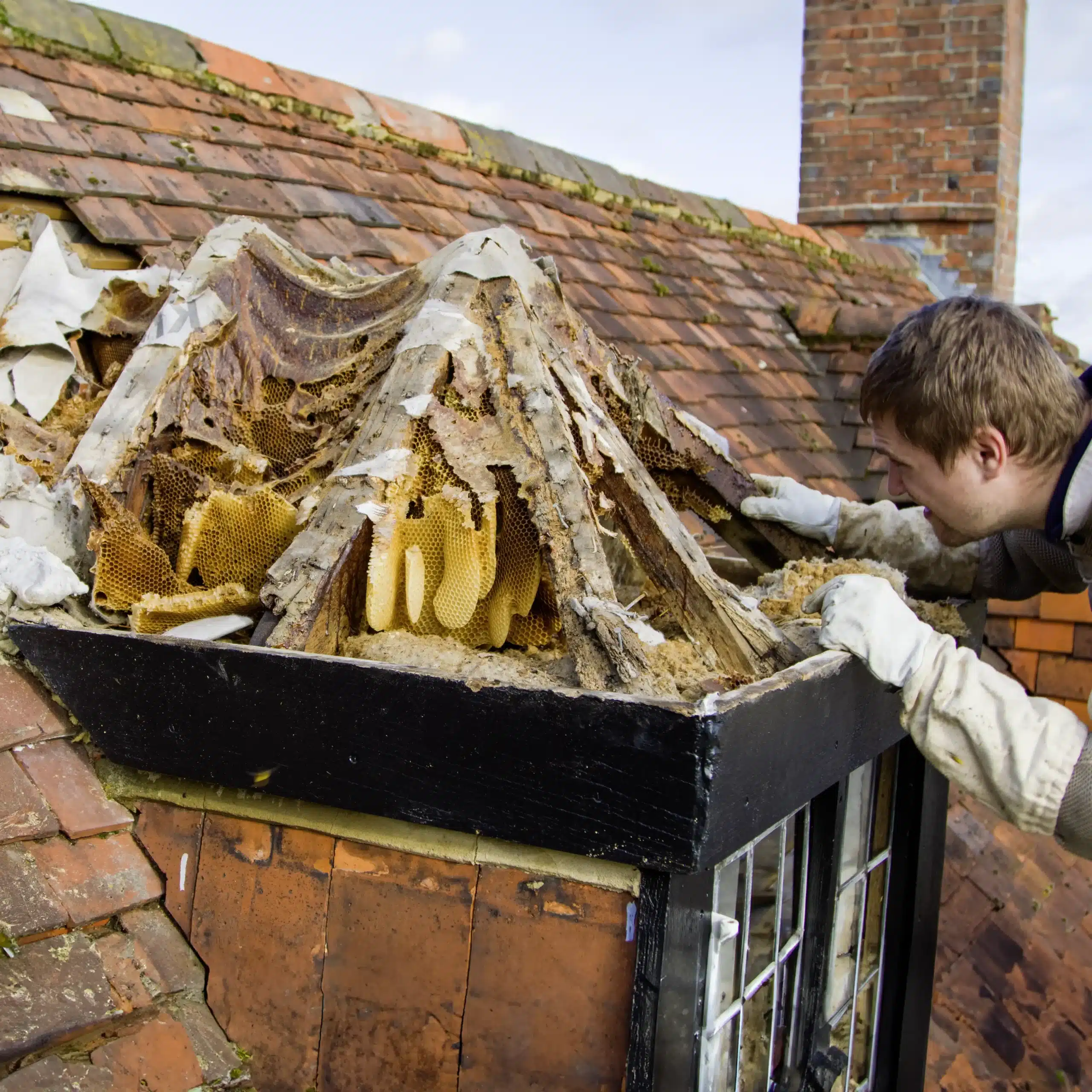 Honeycomb Removal